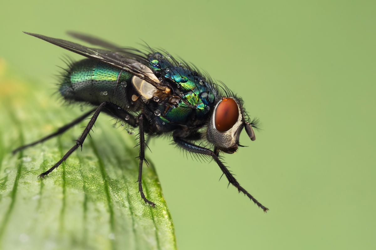 Greenbottle Fly 1